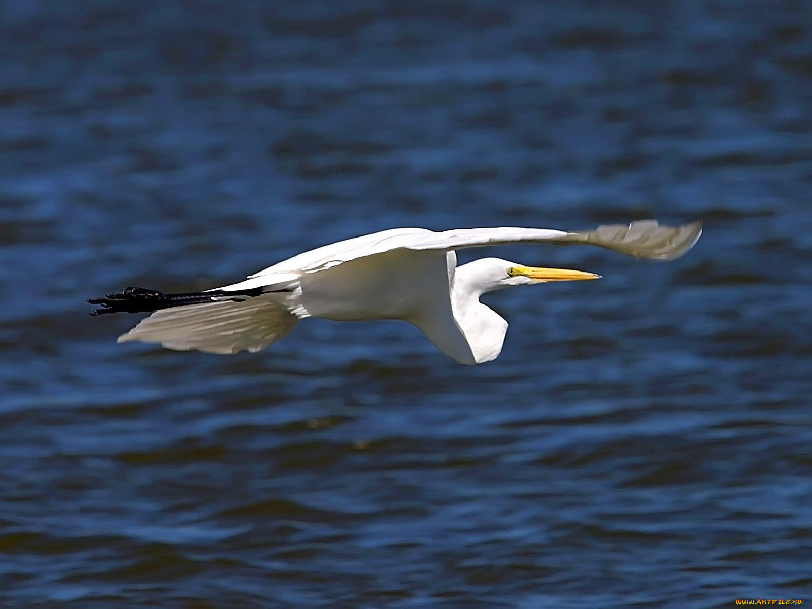 egret, cruisin, , 